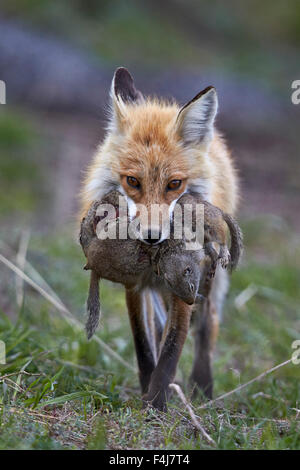 Rotfuchs (Vulpes Vulpes) (Vulpes Fulva) tragenden Uinta Grundeichhörnchen Beute, Yellowstone-Nationalpark, Wyoming, USA Stockfoto