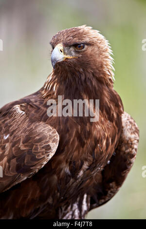 Steinadler (Aquila Chrysaetos), Yellowstone-Nationalpark, Wyoming, Vereinigte Staaten von Amerika, Nordamerika Stockfoto