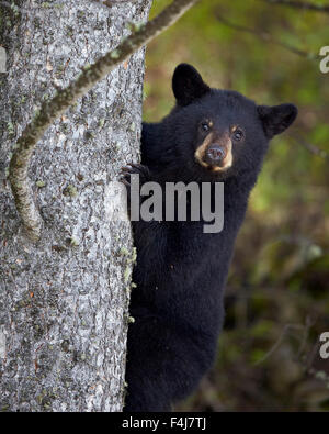 Schwarzer Bär (Ursus Americanus) Jährling Cub Kletterbaum, Yellowstone-Nationalpark, Wyoming, Vereinigte Staaten von Amerika Stockfoto