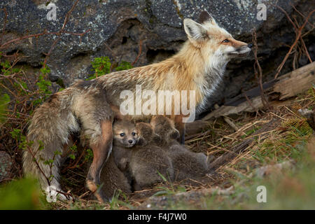 Rotfuchs (Vulpes Vulpes) (Vulpes Fulva) Füchsin Krankenpflege ihre jungen, Yellowstone-Nationalpark, Wyoming, Vereinigte Staaten von Amerika Stockfoto