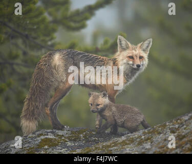 Rotfuchs (Vulpes Vulpes) (Vulpes Fulva) Füchsin und Kit im Nebel, Yellowstone-Nationalpark, Wyoming, Vereinigte Staaten von Amerika Stockfoto