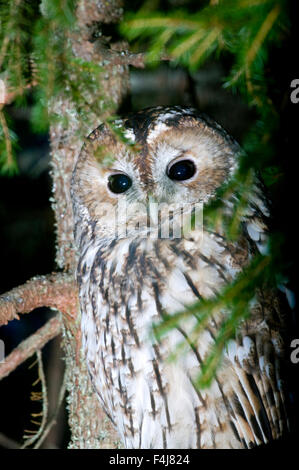 Waldkauz in einem Baum Stockfoto