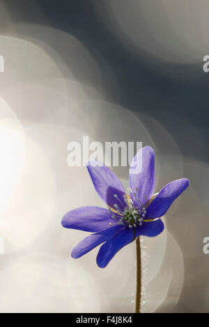 Blaue Anemone mit Wasserspiegelungen Stockfoto