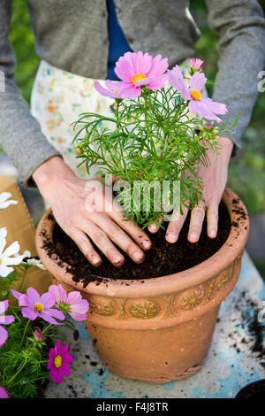 Frau, die Pflanzen in Töpfen, Schweden. Stockfoto