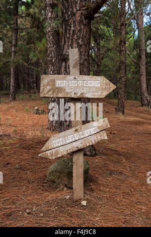 Wanderweg durch den Wald bei La Esperanza, Teneriffa, Kanarische Inseln, Spanien. Stockfoto