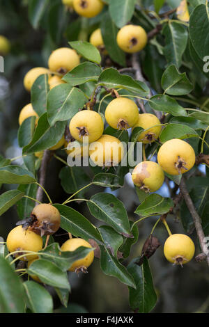 Wilde Birne, Wildbirne, Wilder Birnbaum, Holzbirne, HolzBirne, Pyrus