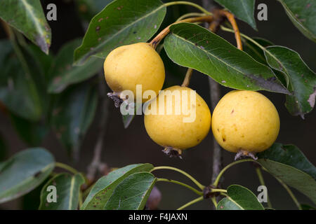 Wilde Birne, Wildbirne, Wilder Birnbaum, Holzbirne, HolzBirne, Pyrus