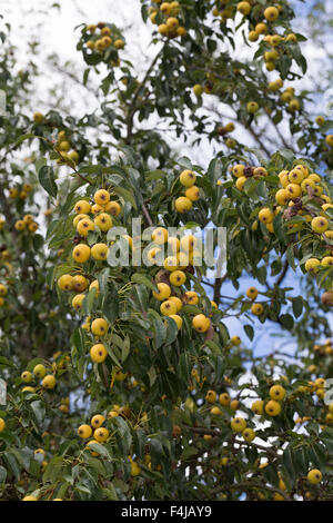 Wilde Birne, Wildbirne, Wilder Birnbaum, Holzbirne, HolzBirne, Pyrus