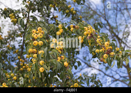 Wildbirne, Obst, Wilde Birne, Frucht, Früchte, Birnen, Wildbirne
