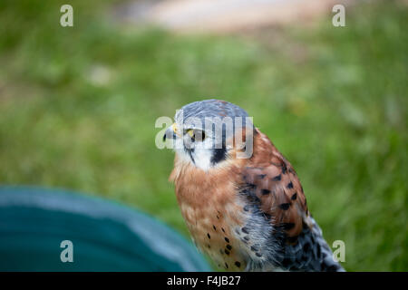 Ein Captive American Kestrel Falco Sparverius, auf seinem Ast Stockfoto