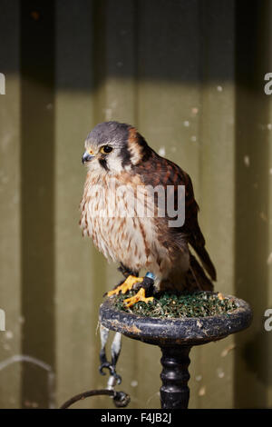 Ein Captive American Kestrel Falco Sparverius, auf seinem Ast Stockfoto