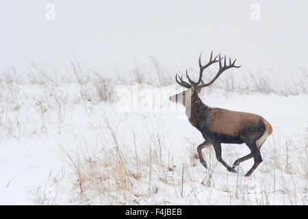 * Wiederholen SIE Rothirsch (Cervus Elaphus) Hirsch im Schnee, Bieszczady Gebirge, Polen Stockfoto