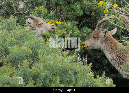 Spanischer Steinbock (Capra Pyrenaica) Beweidung auf die Vegetation in Pena de Francia Reserve, Sierra de Gata, Salamanca-Viertel, Castilla y Leon, Spanien Stockfoto