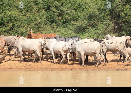 Eine Herde Kühe in Ghana Stockfoto