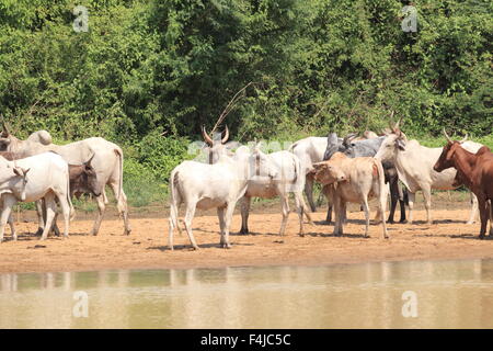 Eine Herde Kühe in Ghana Stockfoto