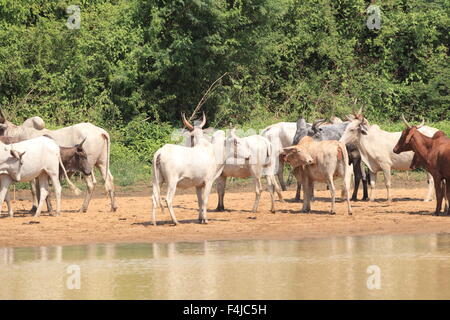 Eine Herde Kühe in Ghana Stockfoto