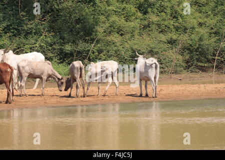 Eine Herde Kühe in Ghana Stockfoto