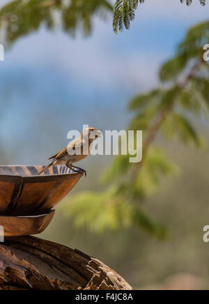 Kleinen Manakin Vogel nehmen eine Bad, Etendeka Palmwag, Namibia, Afrika Stockfoto