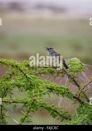 Manakin Vogel singen thront auf Ast. Etosha Nationalpark, Namibia, Afrika Stockfoto