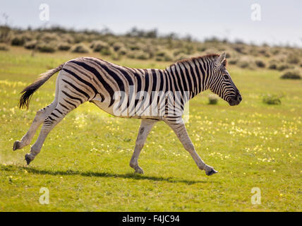 Young Zebra ausgeführt, Etosha Nationalpark, Namibia, Afrika Stockfoto