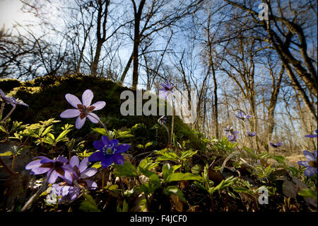 Holz-Anemonen in einem Wald. Stockfoto