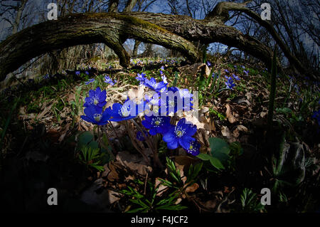 Holz-Anemonen in einem Wald. Stockfoto