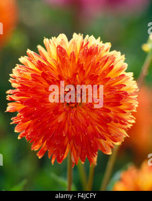 Skandinavien, Schweden, Stockholm, Blick auf leuchtend rot Dahlia Blume, Nahaufnahme Stockfoto