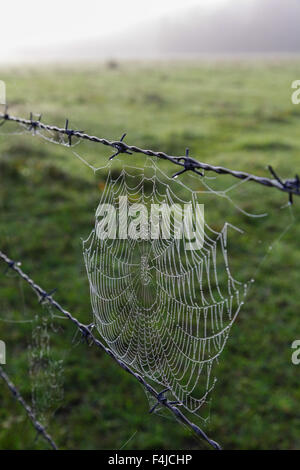 Tau bedeckt einzelne Spinnen Web auf einen Stacheldrahtzaun, nebliger Morgen Ackerland Stockfoto