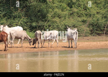 Eine Herde Kühe in Ghana Stockfoto