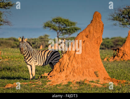 Zebras von Termite Mound, Okonjima, Namibia, Afrika Stockfoto