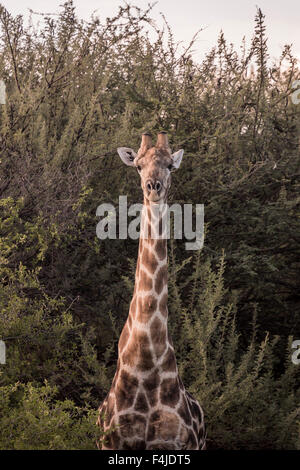 Blick auf die Kamera, Okonjima, Namibia, Afrika Giraffe Stockfoto