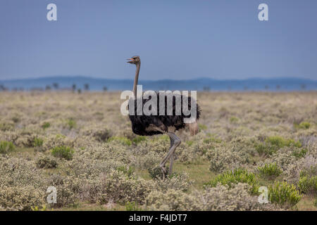 Strauß in freier Wildbahn, Etosha Nationalpark, Namibia, Afrika Stockfoto