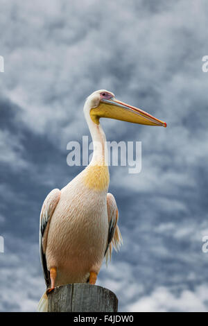 Pelikan in Walvis Bay, Namibia, Island Stockfoto