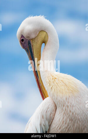 Pelikan in Walvis Bay, Namibia, Island Stockfoto