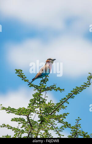 Manakin Vogel, Etosha National Park, Namibia, Afrika Stockfoto