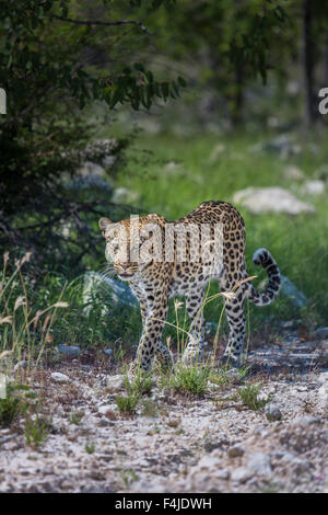 Leoparden in freier Wildbahn, Etosha Nationalpark, Namibia, Afrika Stockfoto