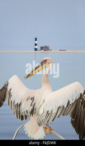 Pelikan in Walvis Bay, Namibia, Afrika Stockfoto