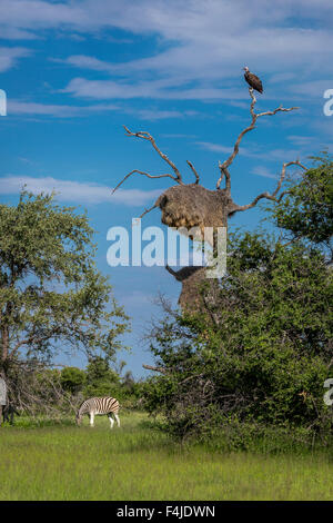 Geier auf Baum mit geselligen Webervögel Nester, Zebra in der Nähe von Namibia, Afrika. Stockfoto