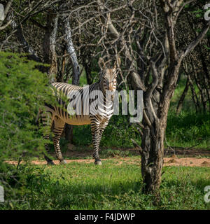 Zebra, Blick auf die Kamera, Okonjima, Namibia, Afrika Stockfoto