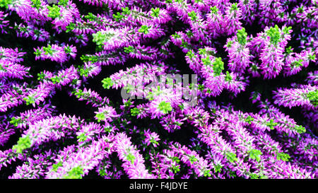 Lila Blüten und grünen Akzent im Garten Stockfoto