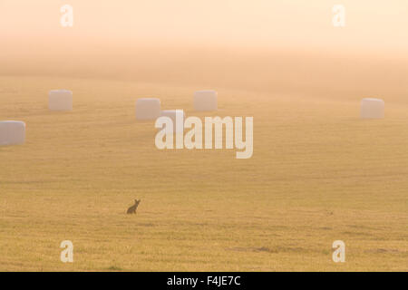 Fuchs auf einem Feld in der früh, Schweden. Stockfoto