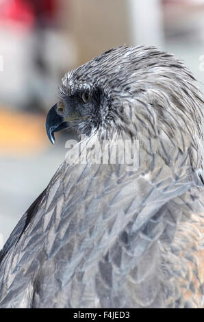 Milvus Migrans. Bird Of Prey, Schwarzmilan, schaut zurück. Dieses Tier wurde durch die Straßen in ein mittelalterliches fest zeigte. Stockfoto