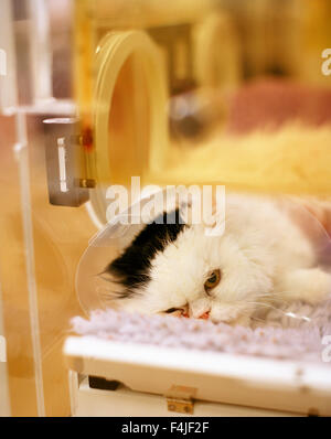 Katze auf OP-Tisch Stockfoto