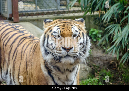 Tiger im Colchester Zoo Stockfoto