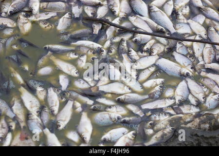 Umweltkatastrophe am Fluss Stockfoto