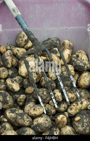 Geernteten Kartoffeln und Garten Gabel in einer Schubkarre Stockfoto