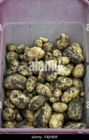 Geernteten Kartoffeln in einer Schubkarre Stockfoto