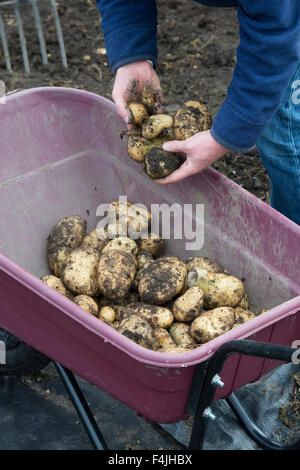 Gärtner ernten Kartoffeln in einem Gemüsegarten Stockfoto