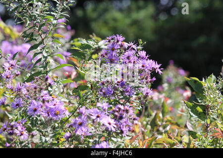 Neuengland-Aster wachsen neben einem alten Landstraße. Neuengland-Aster, einer hübschen Wildblumen betrachtet einen aggressives Unkraut b Stockfoto