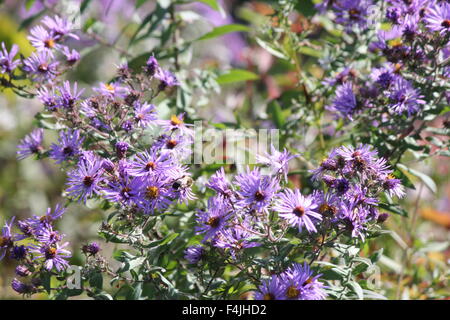 Neuengland-Aster wachsen neben einem alten Landstraße. Neuengland-Aster, einer hübschen Wildblumen betrachtet einen aggressives Unkraut b Stockfoto